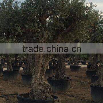 Olive Tree - Olea Europaea Regional Ejemplar photo-4