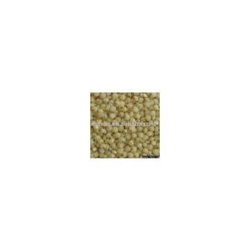 White Sorghum