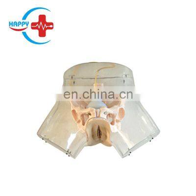 HC-S323 Medical Model Advanced transparent curettage model,Teaching model of induced abortion