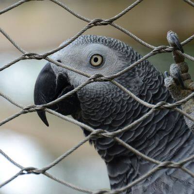Hochfester AISI316L Edelstahl-Vogelkäfignetz, handgewebte Stahlseilnetz