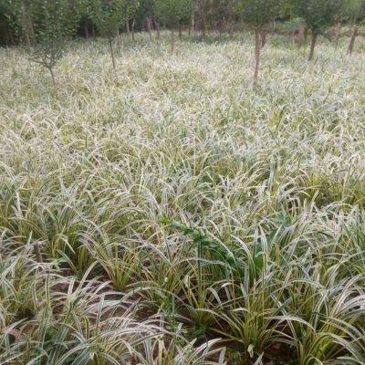 Prices, Pictures, and Quotation Table of Liriope Muscari From Jiangsu Base in 2022 photo-3