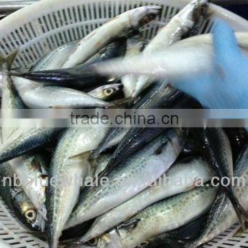 Pacific mackerel 200-300g Scomber japonicus