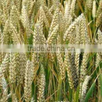 Refined Wheatgerm Oil ( Complying to BP)