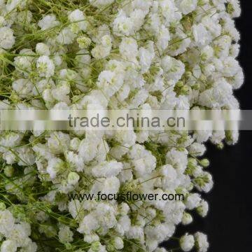 Best Seller Gypsophila Plant .Com Cut Flower Babybreath