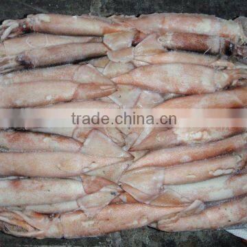 SEAFROZEN SQUID WHOLE