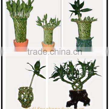 Heart Shape Lucky Bamboo