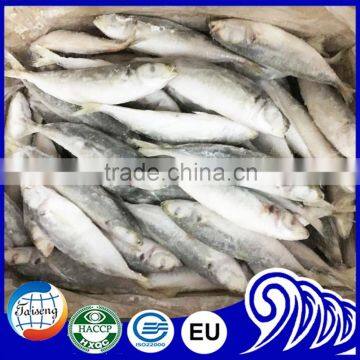 4-6pcs/kg Whloe Round Frozen Round Scad Fish