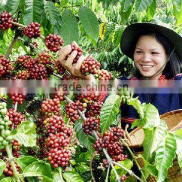 Sale in Bulk ROBUSTA COFFEE BEANS S13 (skype: hanfimex08)