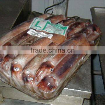 WHOLE ROUND GIANT SQUID