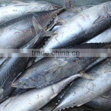 Landing Frozen Whole bonito for Biat from China