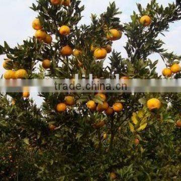 Top Mandarin Orange photo-1