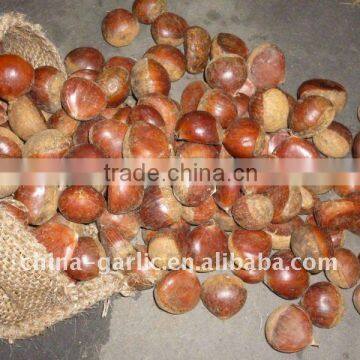 Chinese Chestnuts