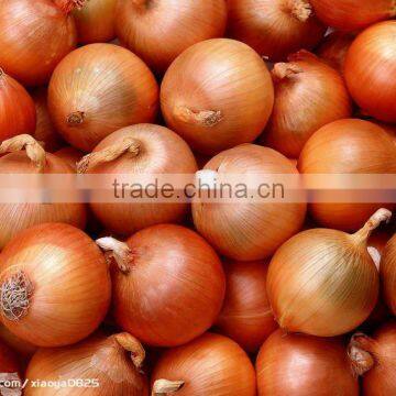 Selling fresh yellow onion(in low price)