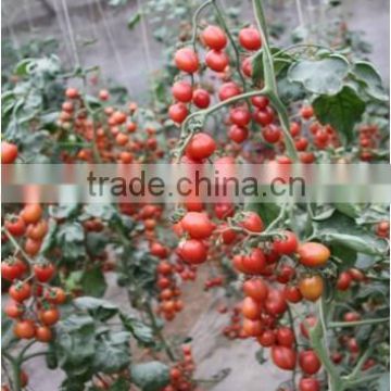 2016 New Hybrid F1 Oval Pink Cherry Tomato Seeds For Planting-FV156