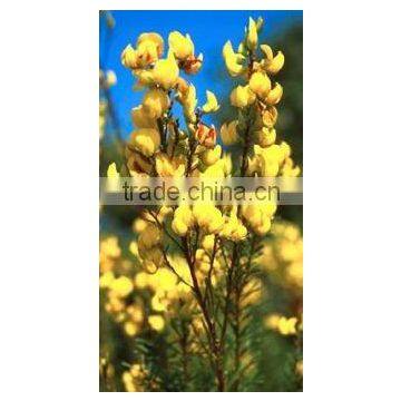 Pure Honey Bush And Honey Bush Green Tea