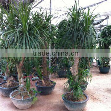 Dracaena angustifolia