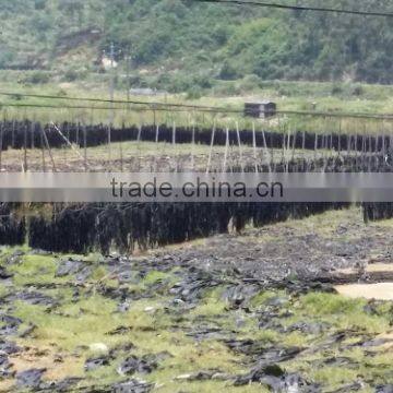 Hot Sale Dried Kelp Strip,raw Seaweed,bulk Kelp photo-5