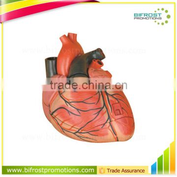 Vivid Human Organs Body Anatomy Heart Model