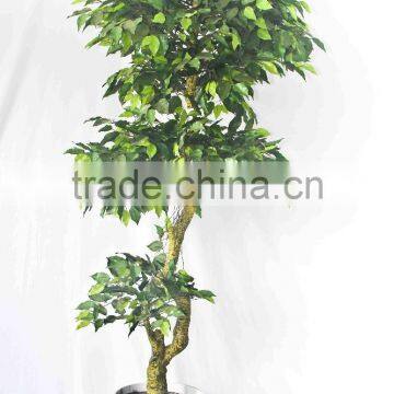 Office Decorative Green Plants photo-4