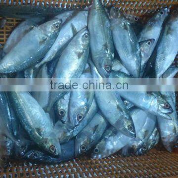 HILSA/ HILSHA/ DOTTED GIZZARD SHAD/ SARDINE photo-5