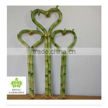 Lucky bamboo ( Dracaena Sanderiana) heart arrangement