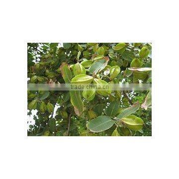 Terminalia Ballerica Extract photo-4