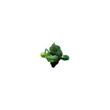 Sell Fresh Broccoli