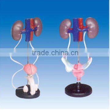 Male genitourinary system model