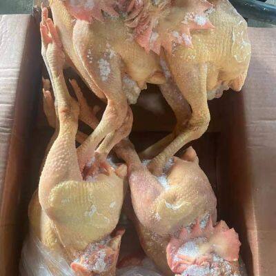 Fresh Frozen Bone Raw Chicken photo-4