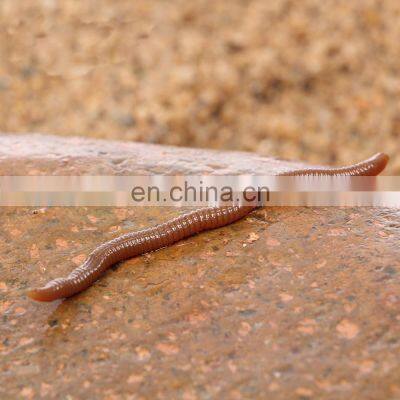 New supersoft 7.5cm/0.5g earthworm lifelike Artificial Insect Soft Lures Frog Fishing Lure