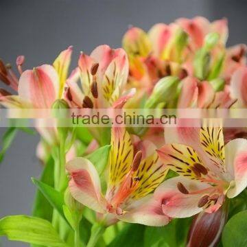 Top grade classical Bi color Alstroemeria