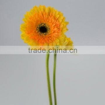 Fresh Champagne home antique decorative yellow gerbera