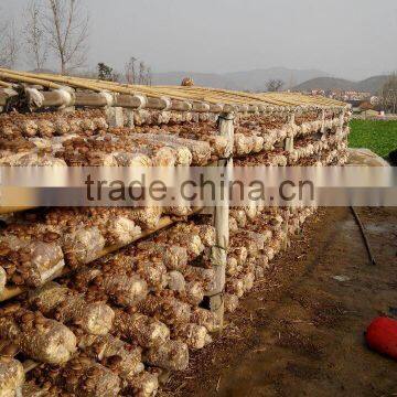 Flower White Mushroom Cultivation photo-3
