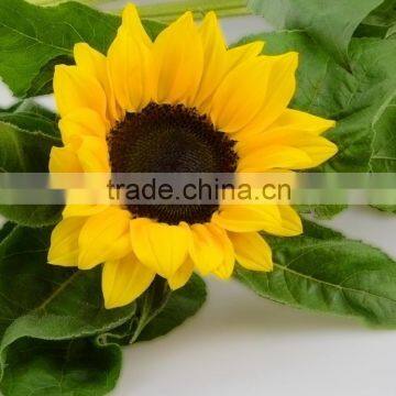 Excellent quality stylish supply fresh sunflower flower