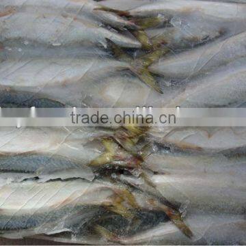 new Horse Mackerel price