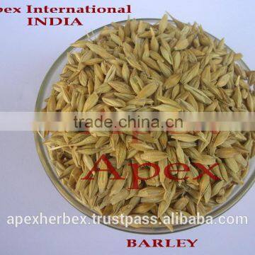 Barley for malt / Barley feed