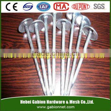 umbrela head ring shaft roofing nails from factory