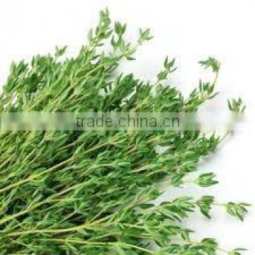 Thyme Oil (Thymus Vulgare)