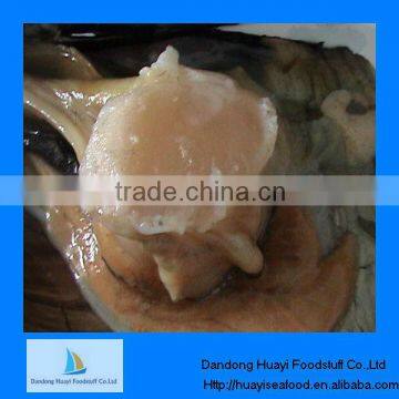 high quality iqf frozen pinna pectinate