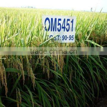 Vietnamese White Soft Rice 5% Broken (OM 5451 Rice) photo-2