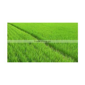 VIETNAM LONG GRAIN WHITE RICE