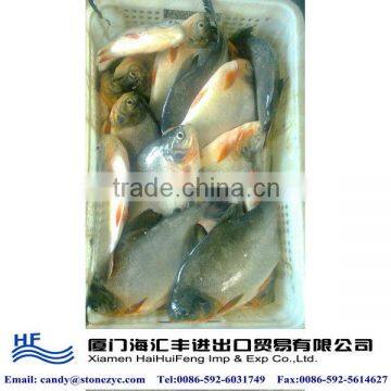 China fish company