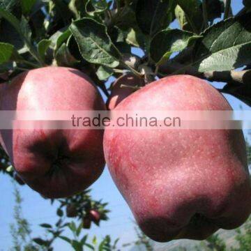 apple huaniu