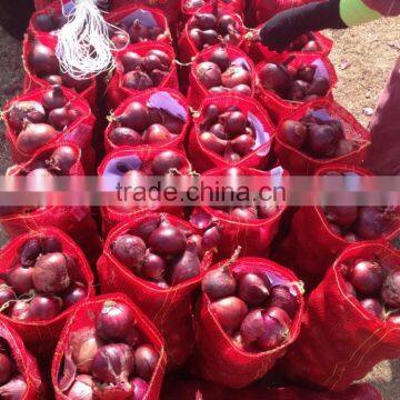 fresh red yellow onion for export