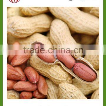 roasted peanut in shell on sale