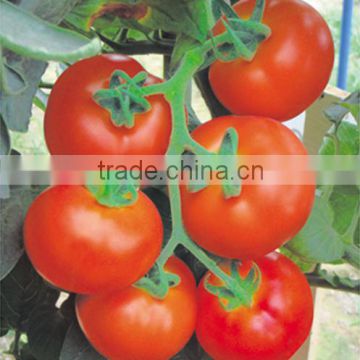 Hybrid F1 Tomato Seeds For Sale-American Bao