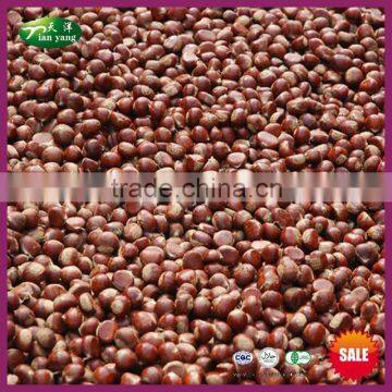 Organic Chinese Fresh Raw Chestnuts Package Chestnut