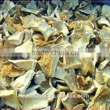 pleurotus ostreatus mushroom oyster cube