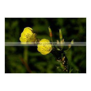 Evening Primrose Oil GMP Certified Pure Essential Oil photo-2