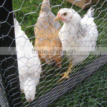 Chicken wire, Chicken wire mesh,Hexagonal wire netting